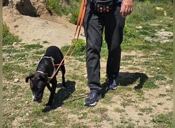 Brenda: Labrador im Kleinformat