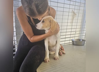 Patsy: ein ruhiger Schatz sucht Geborgenheit