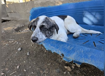 Cassian: Von der Flasche ins Tierheim