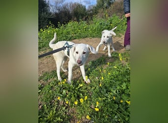 Chaya: einfach nur Klasse