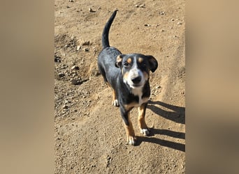 Bill: Hallo, hier bin ich!