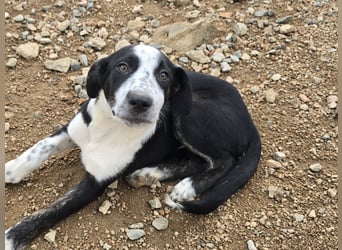 Birkin: perfekte Familienhündin