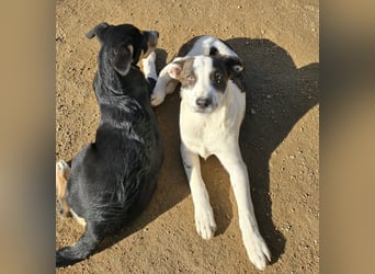 Brad: Hallo, hier bin ich!