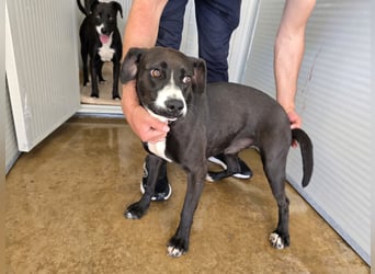Sofia: Mini- Labrador für die ganze Familie