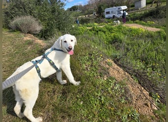 Chaya: einfach nur Klasse