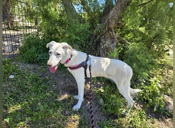 Clementina: grazile, aufgeweckte Schönheit