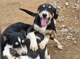 Betty: Hallo, hier bin ich!