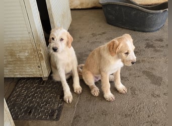 Noe: vom Flughafen ins schöne Leben