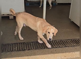 Giacomo: Schlappohren wollen die Welt entdecken