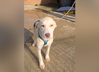 Kenba: Schönheit und Reinrassigkeit nutzen ihr nichts