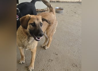 Vento: er wäre gern Familienhund