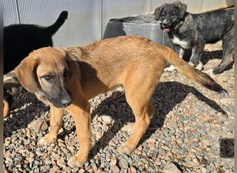 Vento: er wäre gern Familienhund