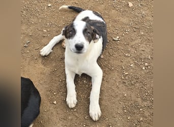 Brad: Hallo, hier bin ich!