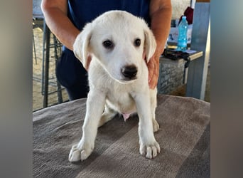 Stefanino: kleiner Fratz sucht Kuschelplatz
