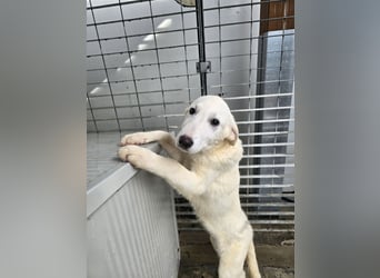 Kate: sanft, ruhig und verschmust,