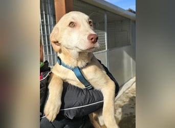 Kenba: Schönheit und Reinrassigkeit nutzen ihr nichts