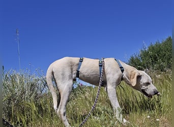 Esso: zarter kleiner Labbi-Mix