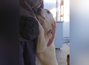 Kate: sanft, ruhig und verschmust,