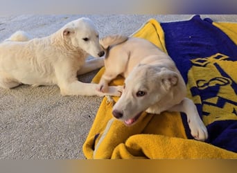 Kate: sanft, ruhig und verschmust,