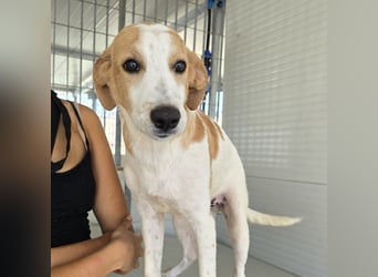 Pinto: Kuschelpartner gesucht?
