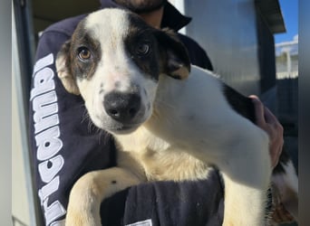 Brad: Hallo, hier bin ich!