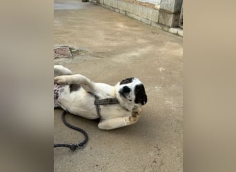 Brad: Hallo, hier bin ich!