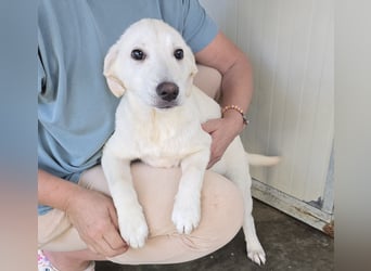 Liz: wer öffnet mir  die Tür?