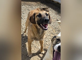 Vento: er wäre gern Familienhund