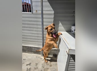 Fritz: kleiner Labbi-Mix wäre gern Familienhund