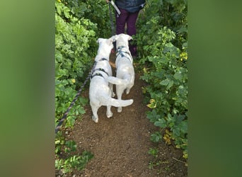 Chaya: einfach nur Klasse