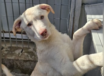 Kalif: seine Augen blicken ins Herz