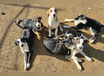 Brad: Hallo, hier bin ich!