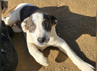 Brad: Hallo, hier bin ich!