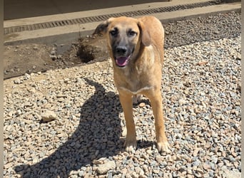 Vento: er wäre gern Familienhund