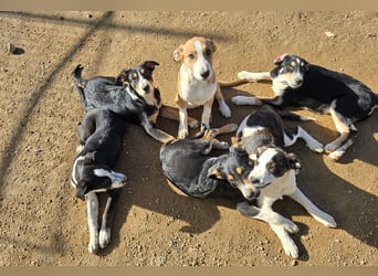 Birdie: Hallo, hier bin ich!