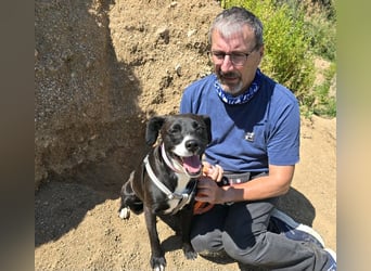 Brenda: Labrador im Kleinformat