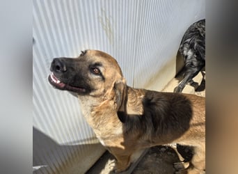 Vento: er wäre gern Familienhund