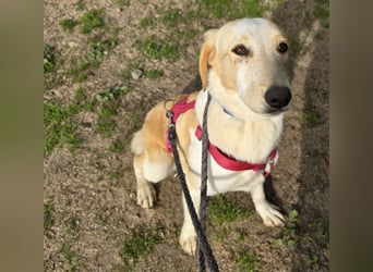 Trilly: ein Schatz für die ganze Familie