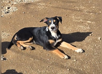 Bill: Hallo, hier bin ich!