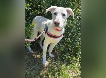 Clementina: grazile, aufgeweckte Schönheit