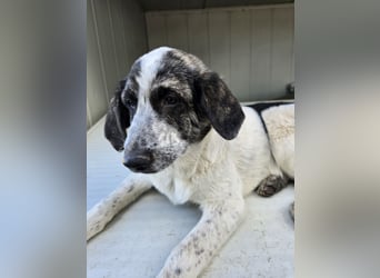 Cassian: Von der Flasche ins Tierheim