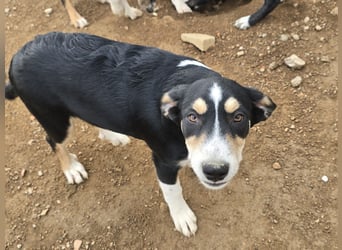 Birdie: Hallo, hier bin ich!