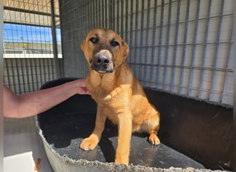 Fritz: kleiner Labbi-Mix wäre gern Familienhund