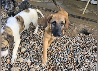 Vento: Spaß und gute Laune garantiert