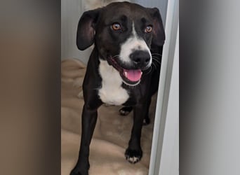 Sofia: Mini- Labrador für die ganze Familie