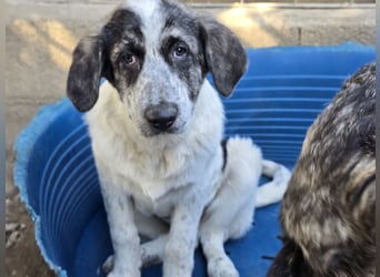 Cassian: Von der Flasche ins Tierheim