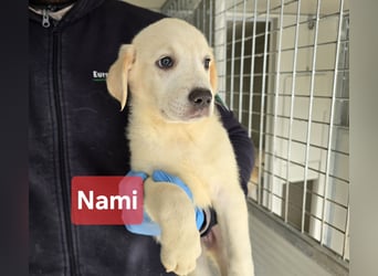 Nami und Noe: vom Flughafen ins schöne Leben