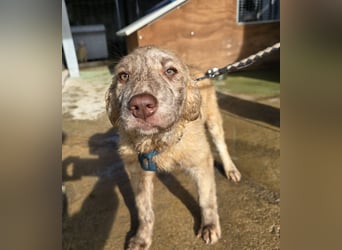 Kira: ein echter Hingucker