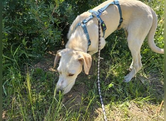 Esso: zarter kleiner Labbi-Mix