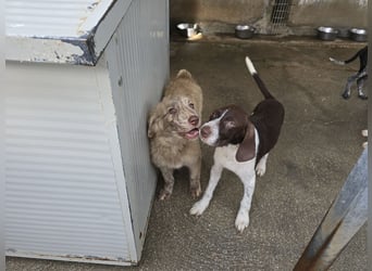 Kira: ein echter Hingucker